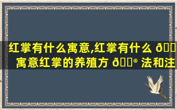 红掌有什么寓意,红掌有什么 🐈 寓意红掌的养殖方 💮 法和注意事项